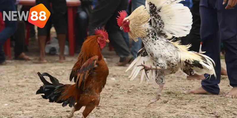 Sư kê nên cho gà chiến tập luyện lối đá này
